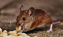 24 Hour & Emergency Exterminators in Martin, OK